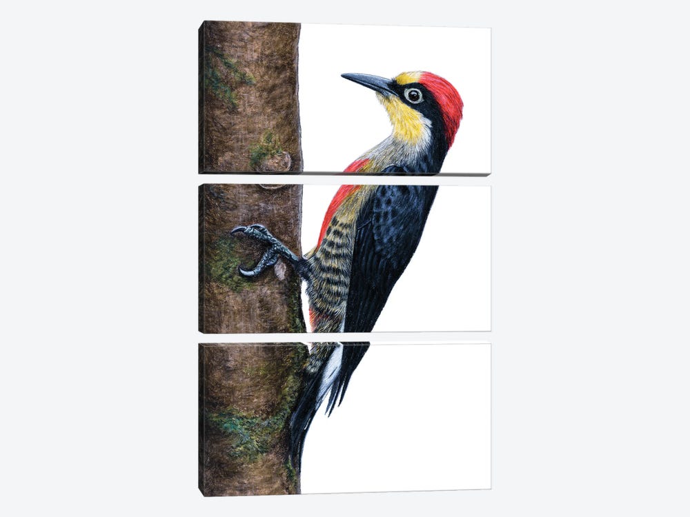 Yellow-Fronted Woodpecker by Mikhail Vedernikov 3-piece Canvas Art