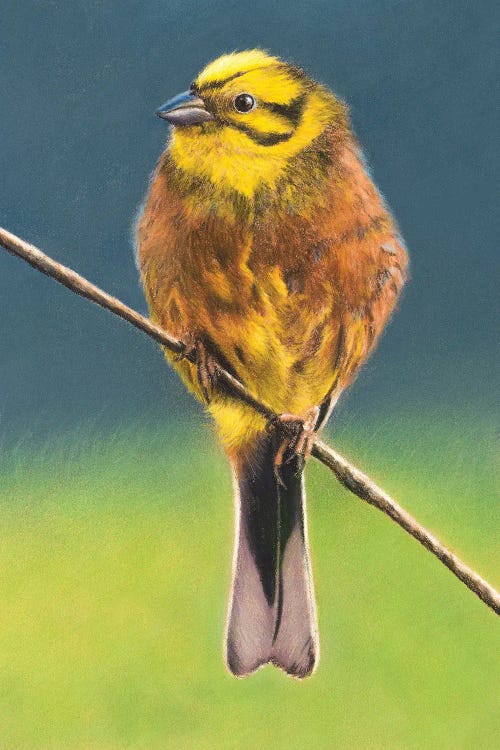 Yellowhammer II