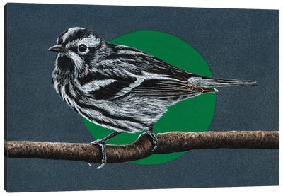 Black-And-White Warbler Canvas Art Print - Warblers