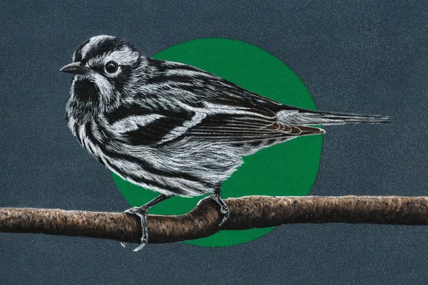Warblers: Black-And-White Warbler by Mikhail Vedernikov