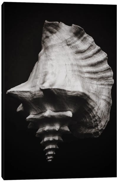Black Shell II Canvas Art Print - Magda Izzard