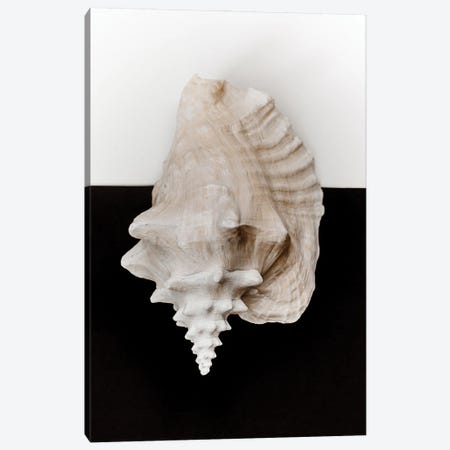 Black And White Shell II Canvas Print #MIZ116} by Magda Izzard Canvas Wall Art