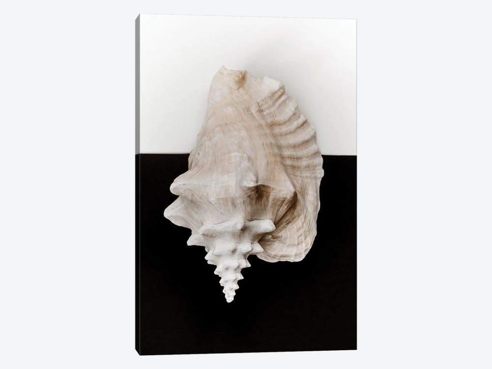 Black And White Shell II by Magda Izzard 1-piece Canvas Art