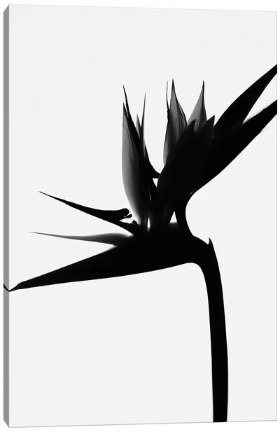 Black Bird Of Paradise I Canvas Art Print - Magda Izzard
