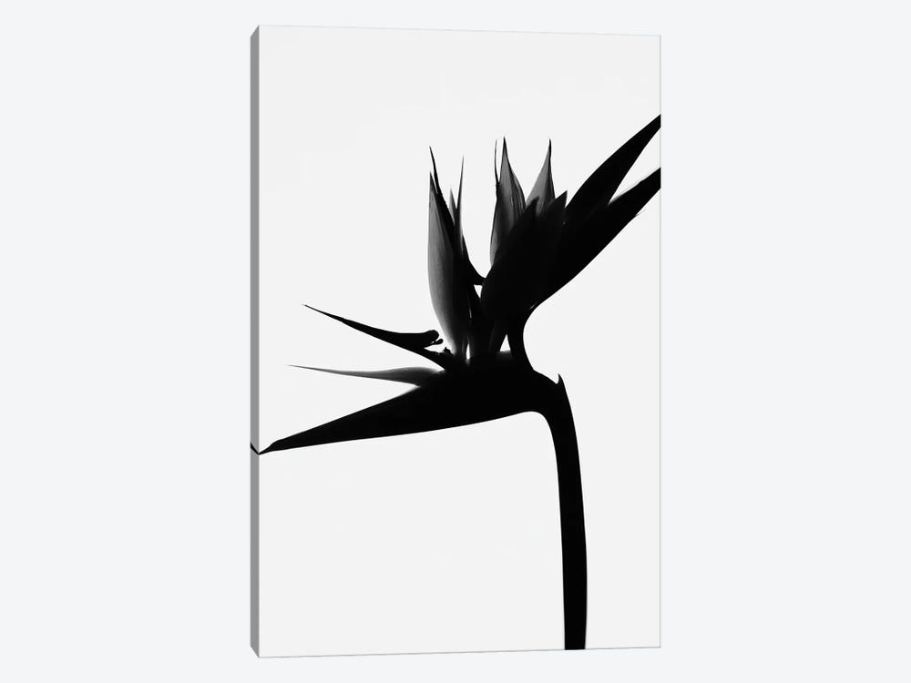 Black Bird Of Paradise I by Magda Izzard 1-piece Canvas Print