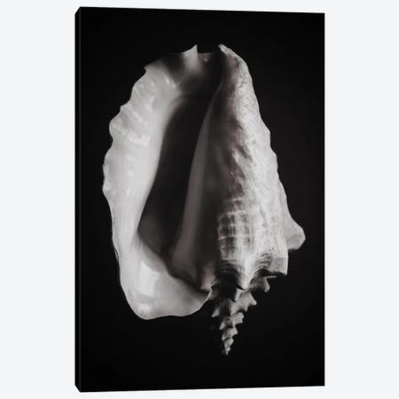 Black Shell I Canvas Print #MIZ11} by Magda Izzard Canvas Print