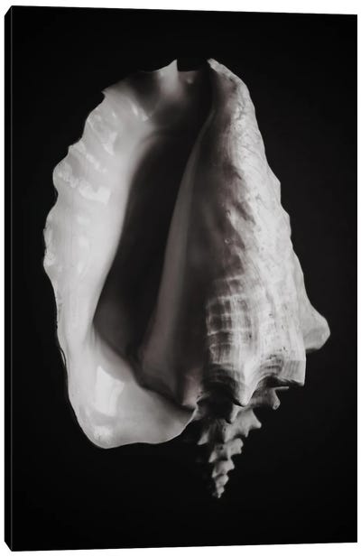 Black Shell I Canvas Art Print - Magda Izzard