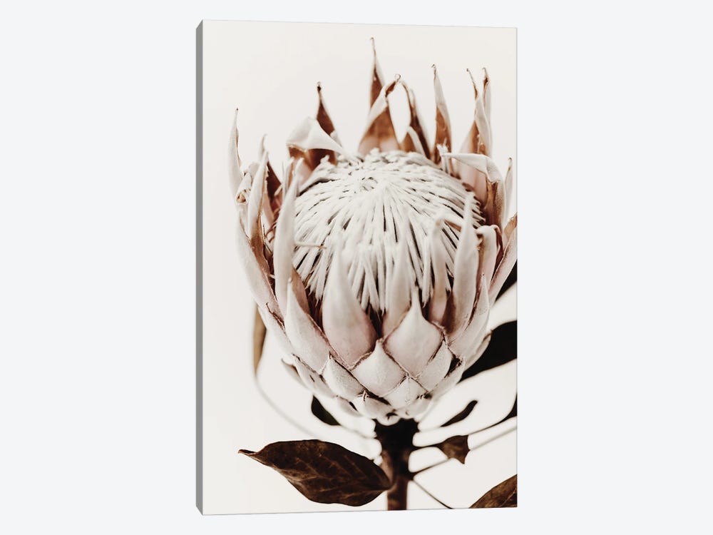 Dried Protea III by Magda Izzard 1-piece Canvas Artwork