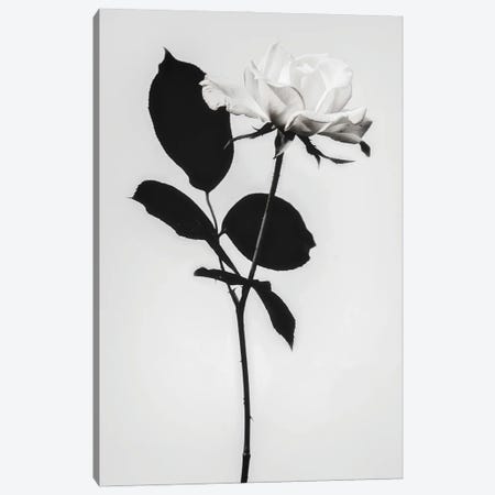 Blooming White Canvas Print #MIZ12} by Magda Izzard Canvas Art Print