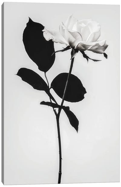 Blooming White Canvas Art Print - Magda Izzard