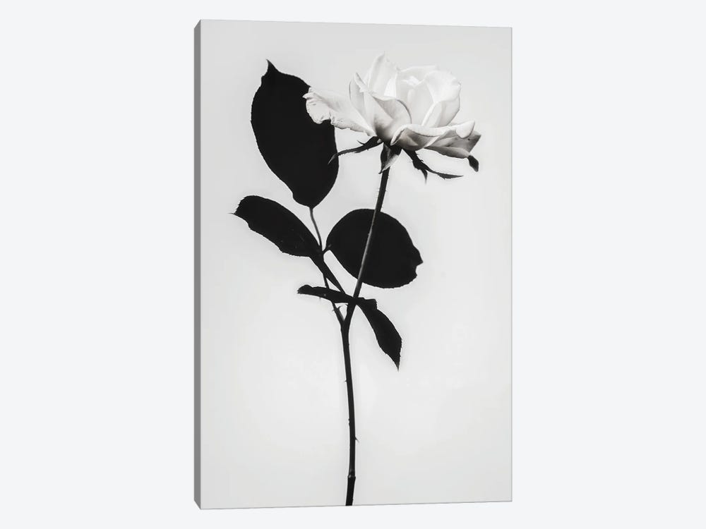 Blooming White by Magda Izzard 1-piece Canvas Art