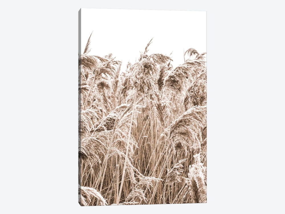 Golden Grass II by Magda Izzard 1-piece Canvas Print