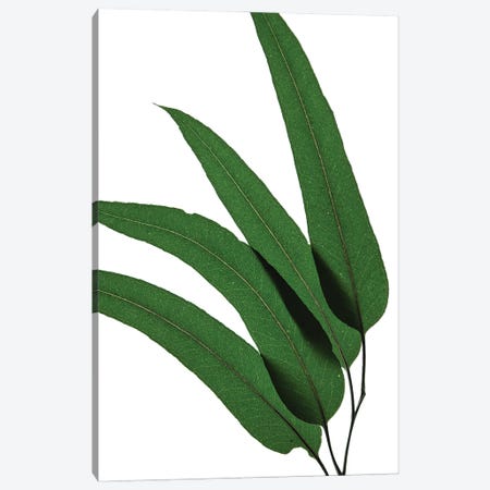 Green Leaf I Canvas Print #MIZ135} by Magda Izzard Canvas Wall Art