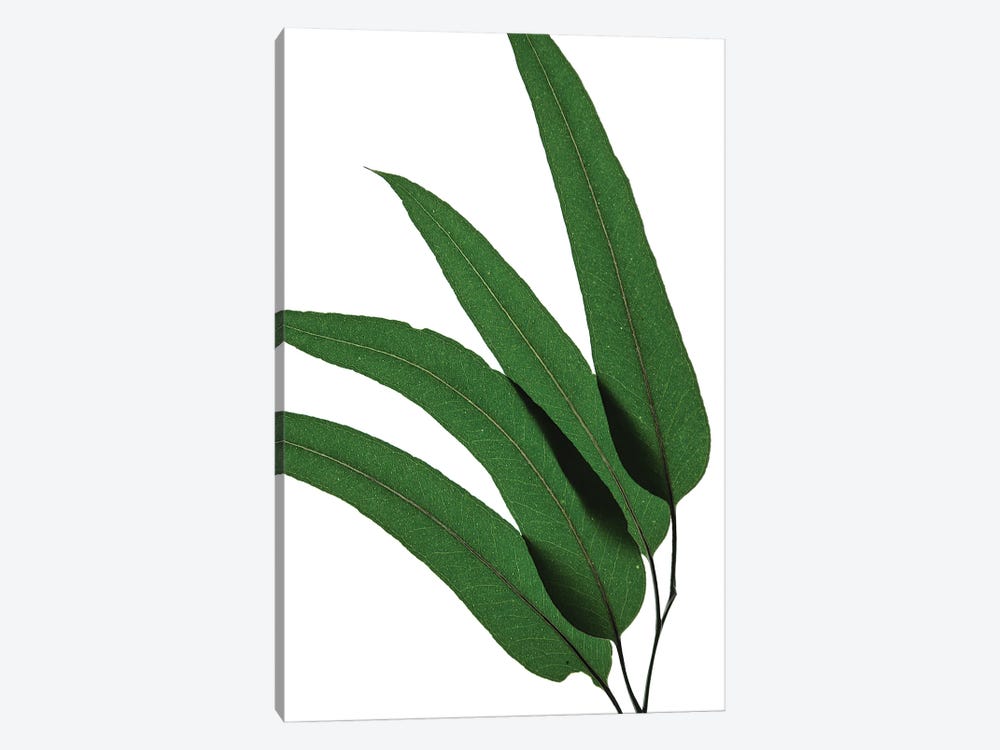 Green Leaf I 1-piece Canvas Print