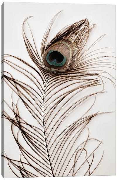Peacock Feather III Canvas Art Print - Magda Izzard