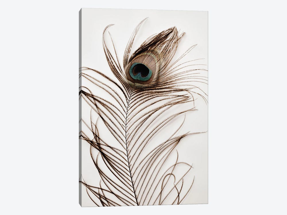Peacock Feather III by Magda Izzard 1-piece Canvas Artwork