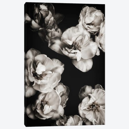White Tulips I Canvas Print #MIZ149} by Magda Izzard Canvas Artwork
