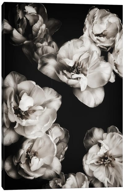 White Tulips I Canvas Art Print - Magda Izzard