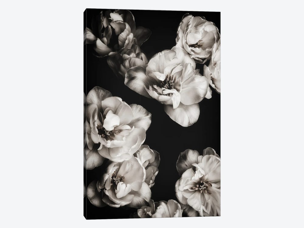 White Tulips I by Magda Izzard 1-piece Canvas Wall Art