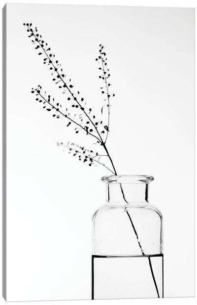 Bottle With Branches II Canvas Art Print - Magda Izzard