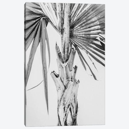 White Palm Tree Canvas Print #MIZ151} by Magda Izzard Canvas Print