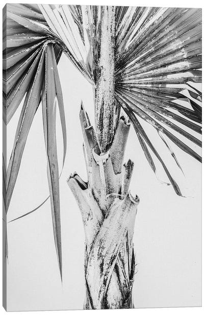 White Palm Tree Canvas Art Print - Magda Izzard