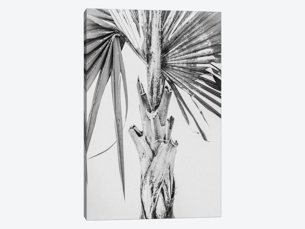 White Palm Tree by Magda Izzard 1-piece Canvas Art Print