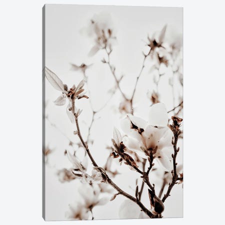 White Magnolia I Canvas Print #MIZ152} by Magda Izzard Art Print