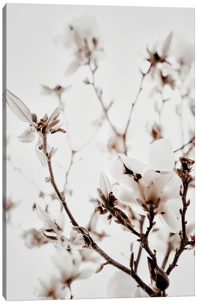 White Magnolia I Canvas Art Print - Magda Izzard