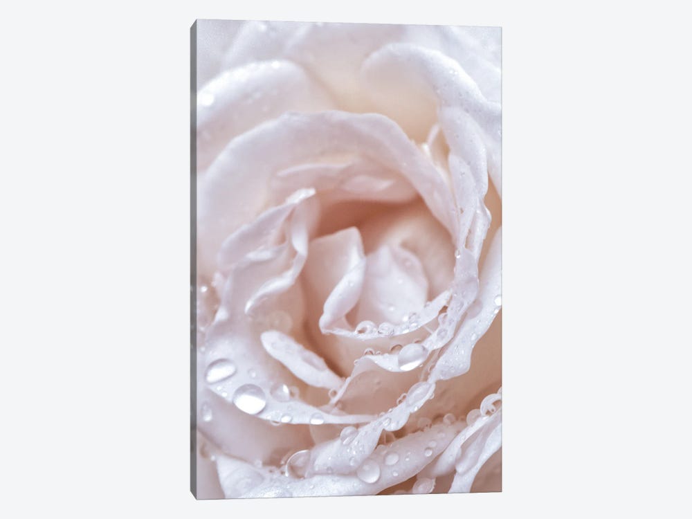 Soft Rose by Magda Izzard 1-piece Canvas Wall Art