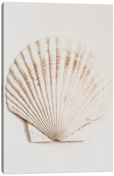 Shell Canvas Art Print - Magda Izzard