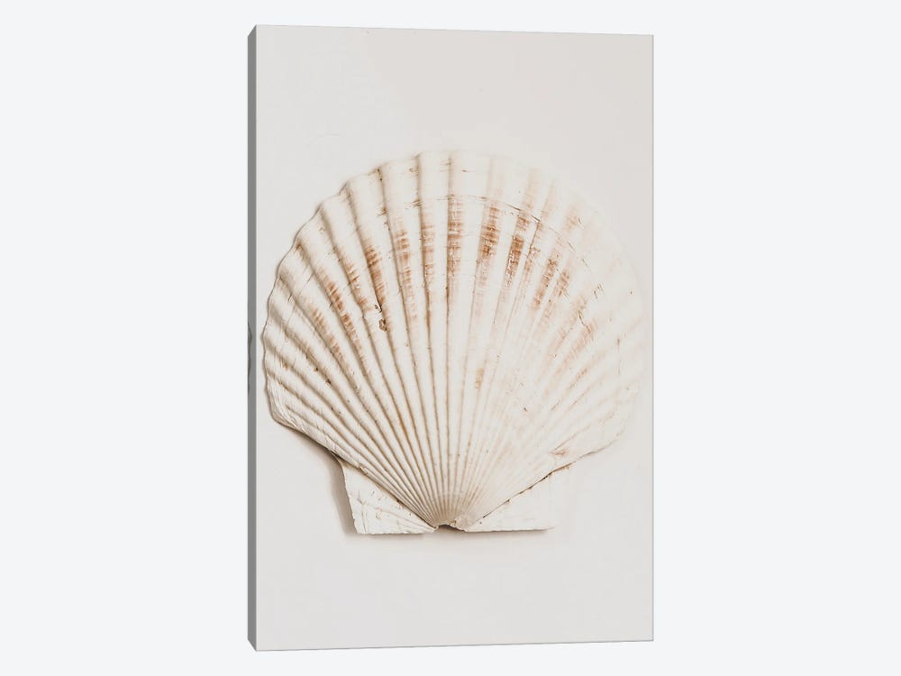 Shell by Magda Izzard 1-piece Canvas Wall Art