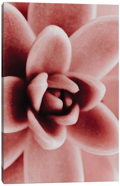 Pink Succulent Plant Canvas Art Print - Magda Izzard