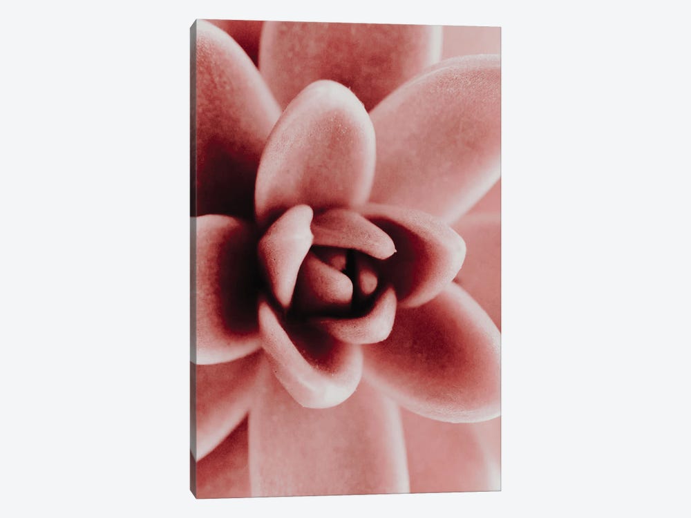 Pink Succulent Plant by Magda Izzard 1-piece Canvas Wall Art