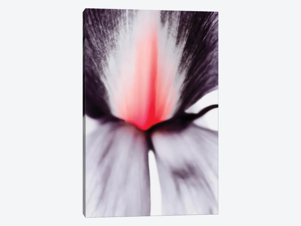 Pink Iris II by Magda Izzard 1-piece Art Print