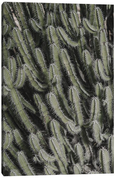 Spiky I Canvas Art Print - Magda Izzard