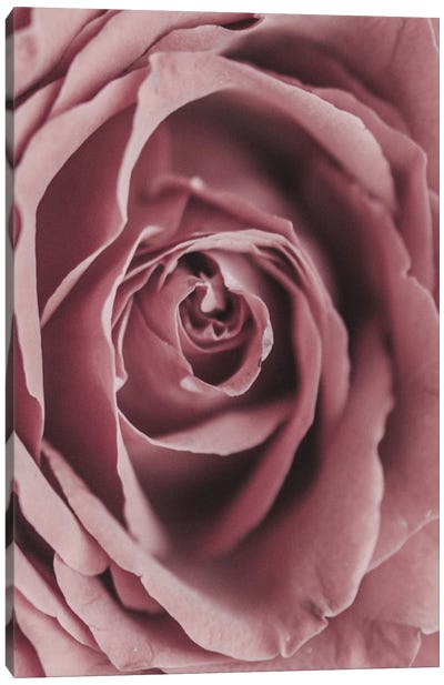 Powder Rose Canvas Art Print - Magda Izzard