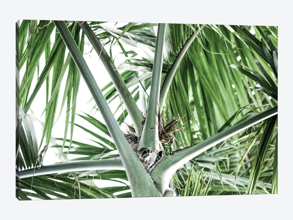 Jungle III by Magda Izzard 1-piece Canvas Print