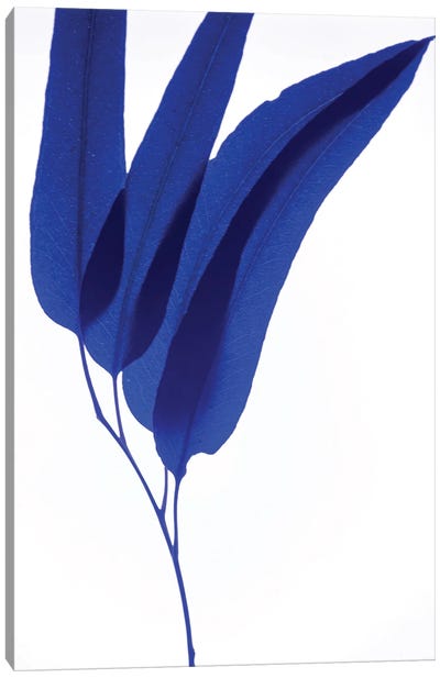 Blue Leaf II Canvas Art Print - Magda Izzard
