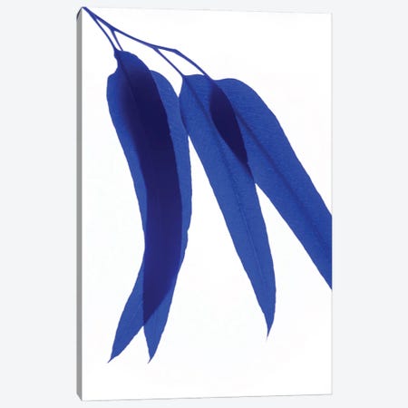 Blue Leaf III Canvas Print #MIZ220} by Magda Izzard Canvas Art Print