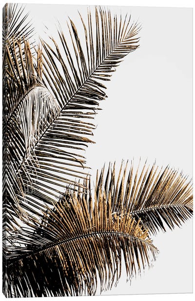 California Palm Canvas Art Print - Magda Izzard