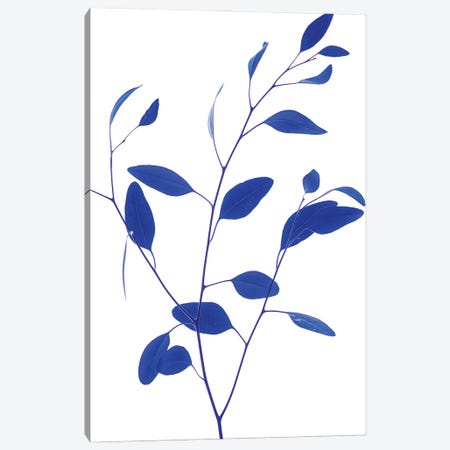 Delicate Branch - Blue Canvas Print #MIZ31} by Magda Izzard Canvas Art Print