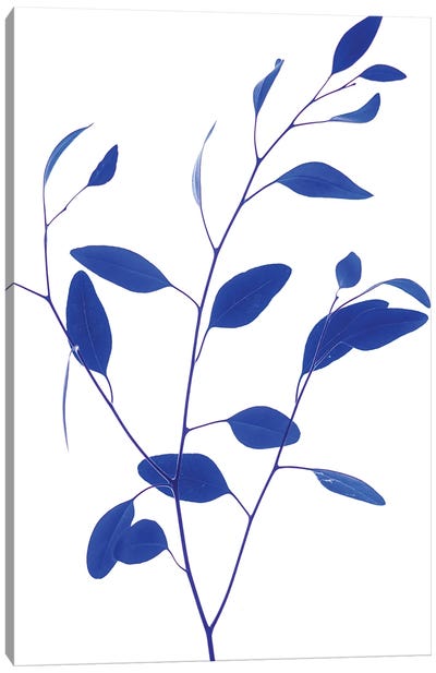Delicate Branch - Blue Canvas Art Print - Magda Izzard
