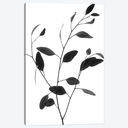 Delicate Branch Canvas Print #MIZ32} by Magda Izzard Canvas Art Print