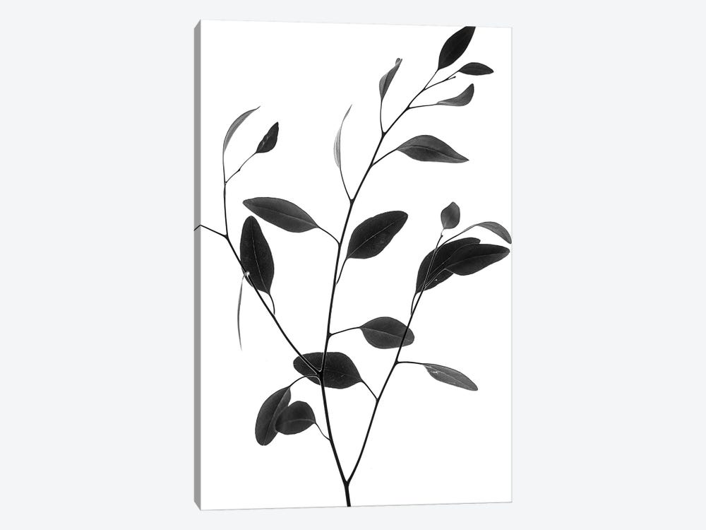 Delicate Branch by Magda Izzard 1-piece Canvas Art