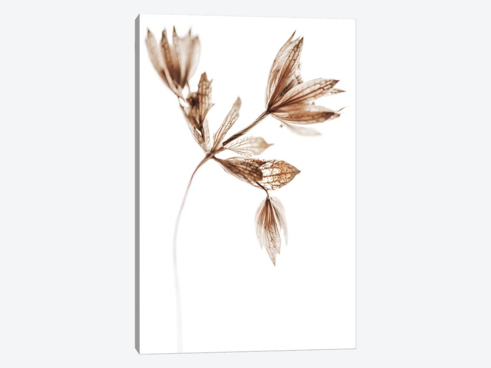 Delicate Plant I by Magda Izzard 1-piece Canvas Artwork