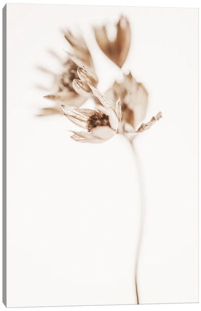Delicate Plant II Canvas Art Print - Japandi