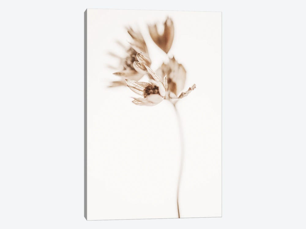 Delicate Plant II by Magda Izzard 1-piece Art Print