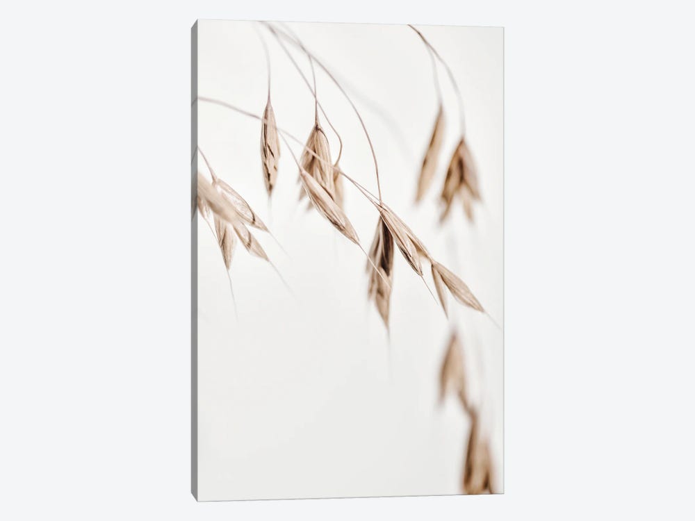 Dried Grass I by Magda Izzard 1-piece Art Print