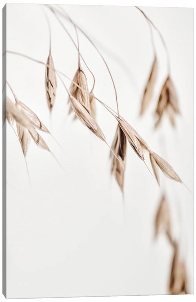 Dried Grass I Canvas Art Print - Magda Izzard